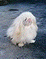 Pekingese