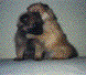 pup5.gif